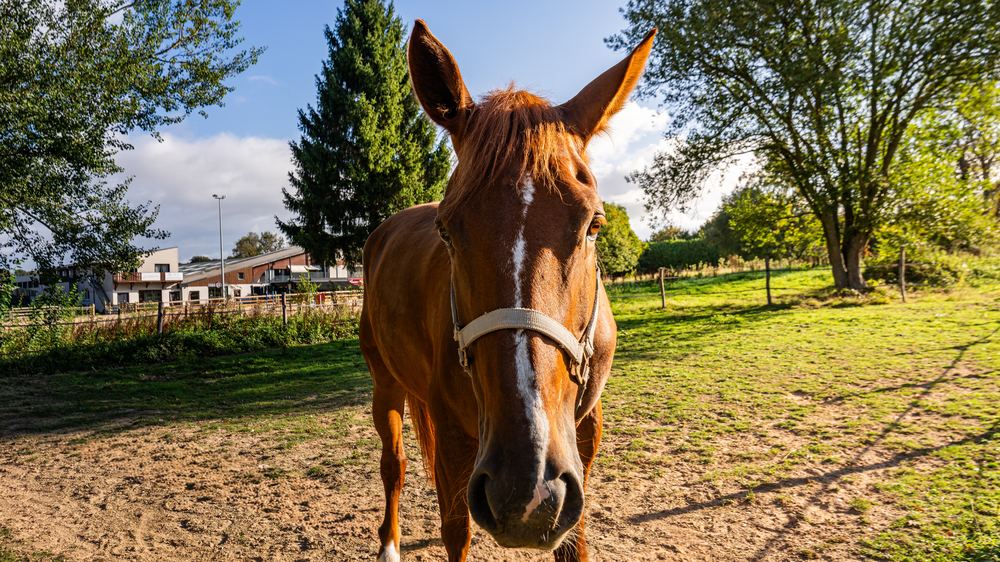 Un cheval du centre équestre